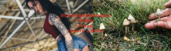 прущие грибы Гусиноозёрск